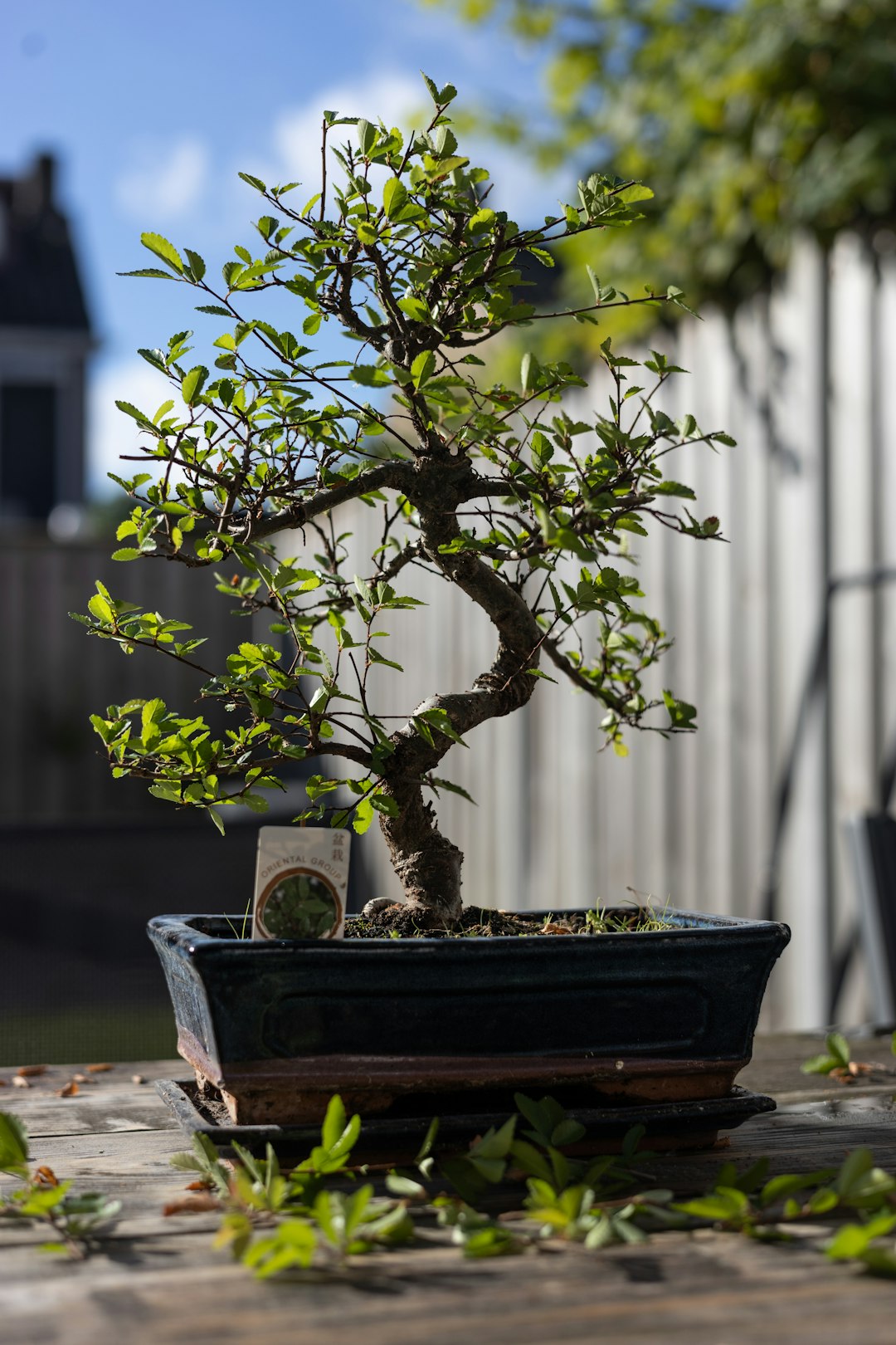 Bonsai 27B: IA con razonamiento que cabe en un iPhone